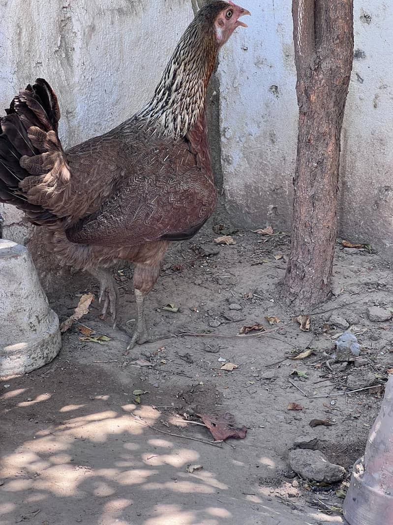 Aseel hen for sale 6