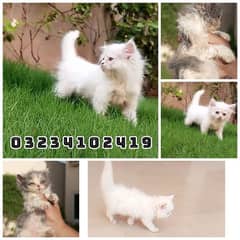 persian kitten available