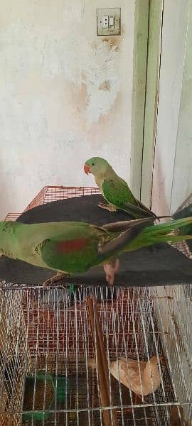 Raw parrots 2