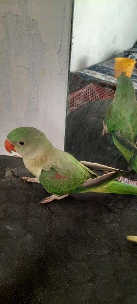 Raw parrots 5