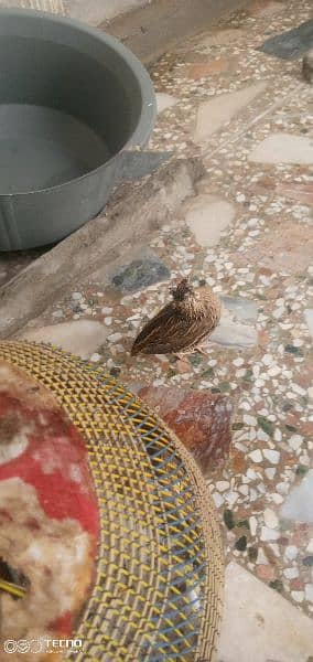 batair for sale quail 1 or bhi hai 1