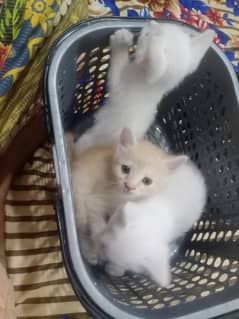 Persian kittens singe coated