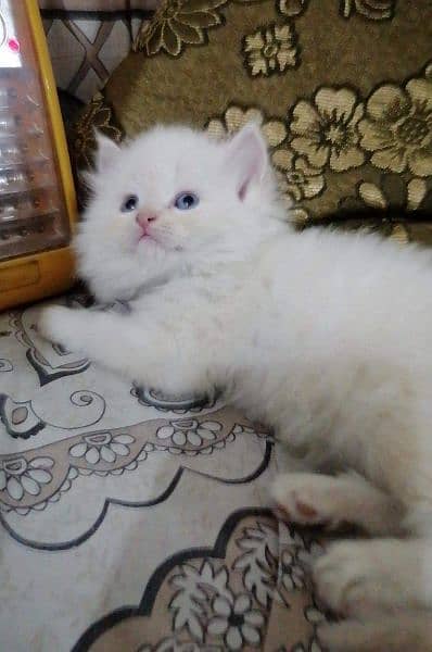 Persian cat kitten for sale 0