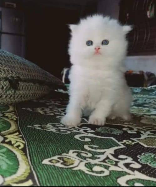 Persian cat kitten for sale 2
