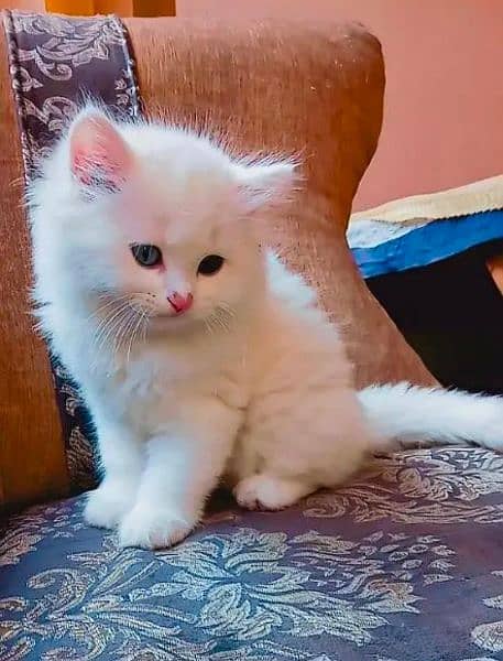 Persian cat kitten for sale 3