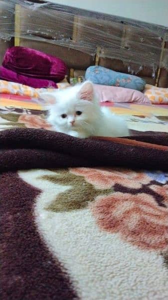 Persian cat kitten for sale 5