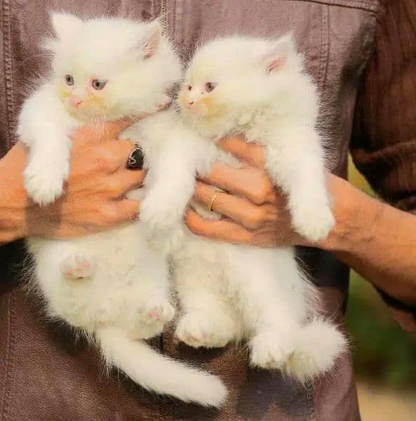 Persian cat kitten for sale 6