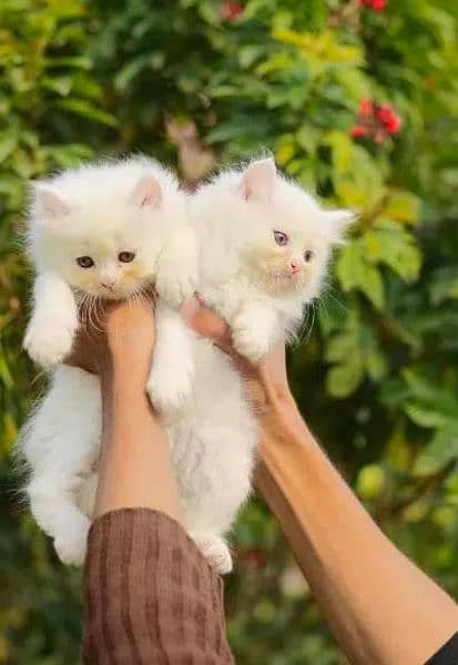 Persian cat kitten for sale 7