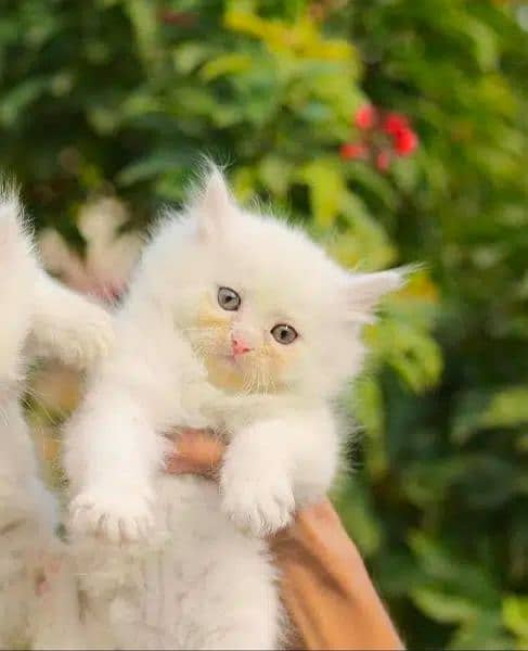 Persian cat kitten for sale 8