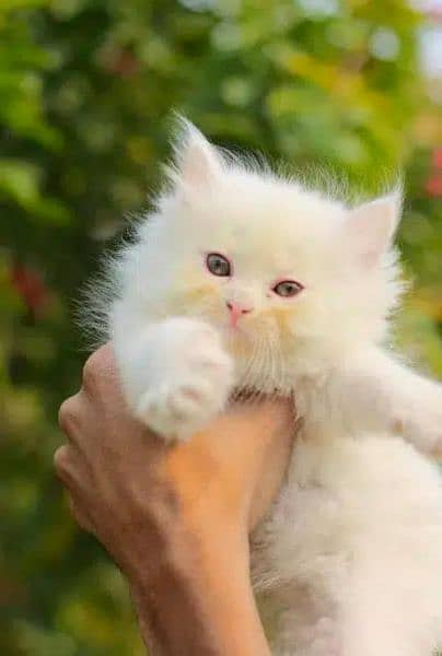 Persian cat kitten for sale 9