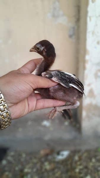 Aseel Chicks 2