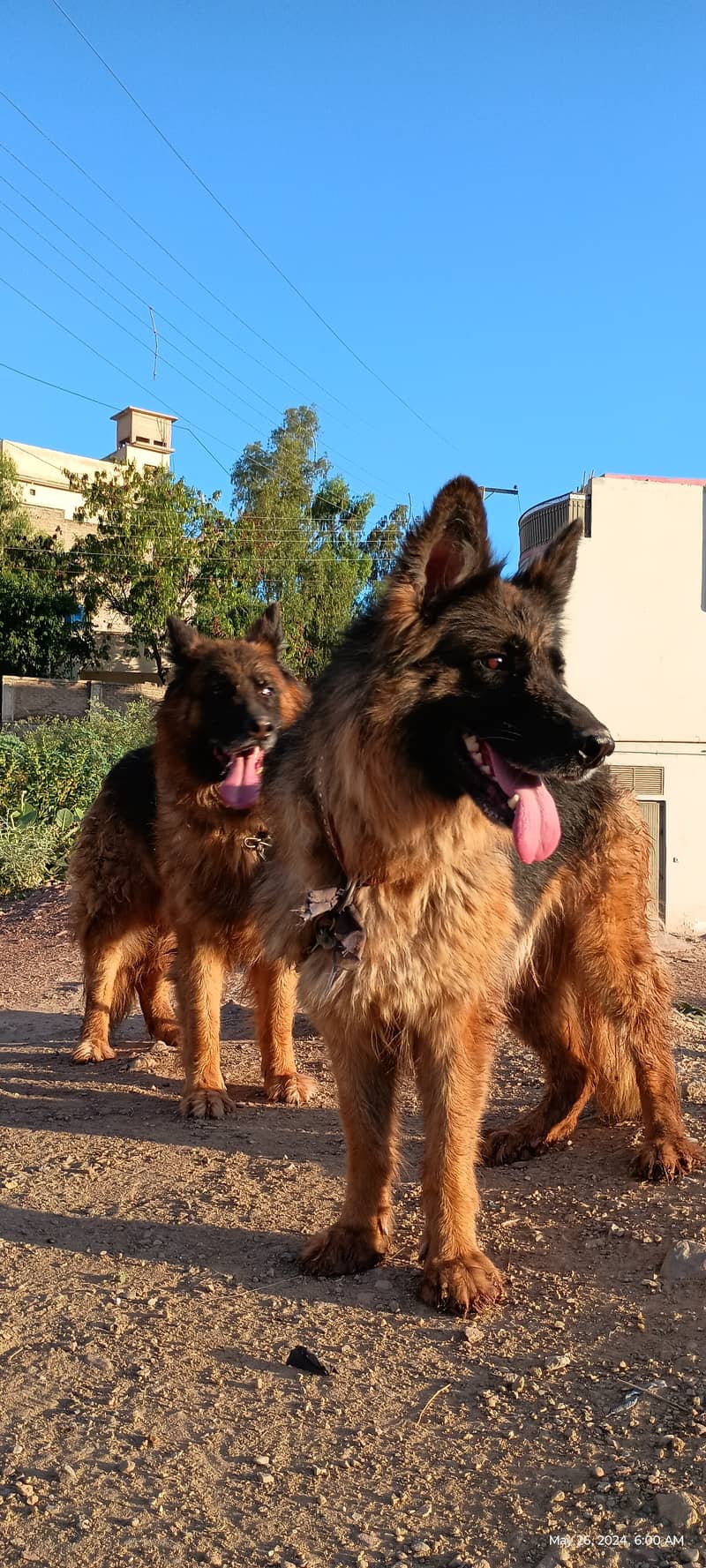 German shepherdpair 1