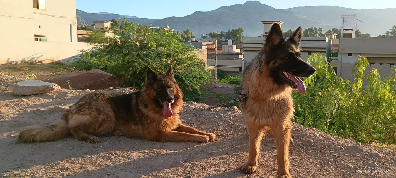 German shepherdpair 2