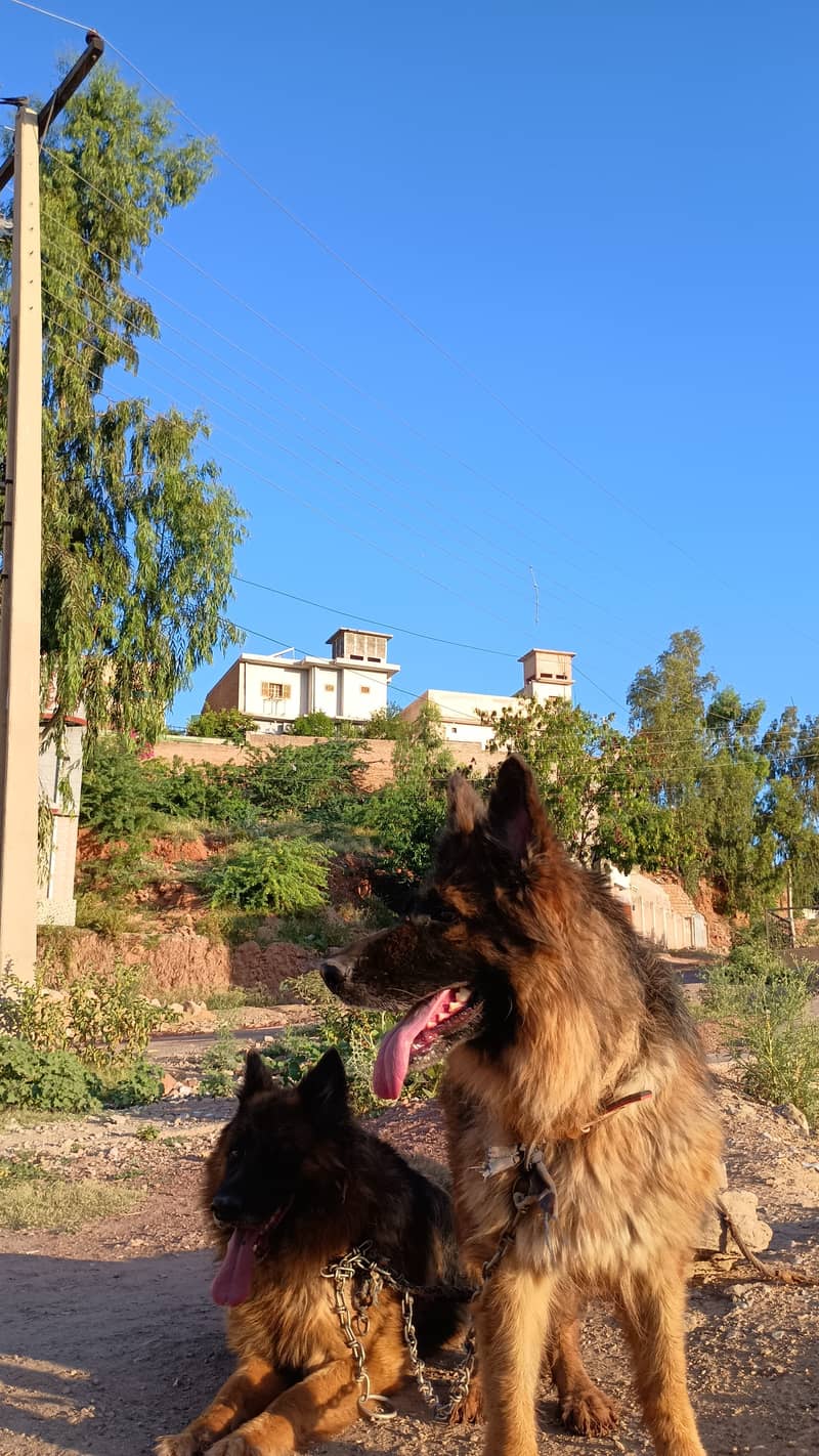 German shepherdpair 4