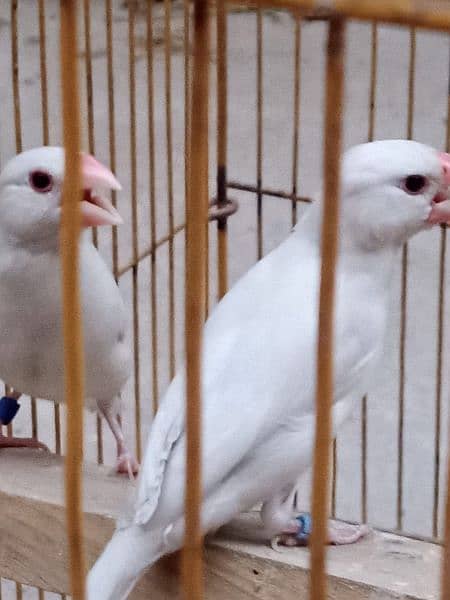 white jawa breeder pair 6