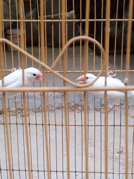 white jawa breeder pair 13