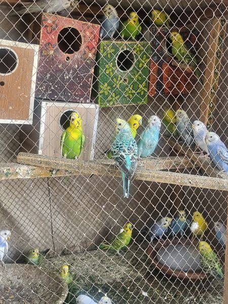 Budgies 0