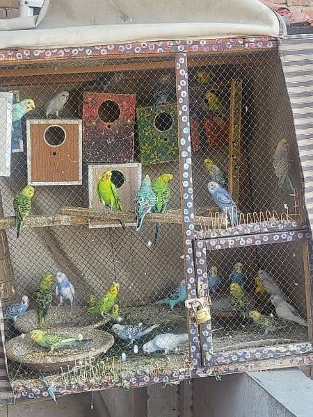 Budgies 1