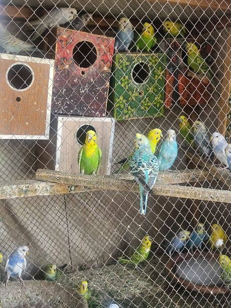 Budgies 2