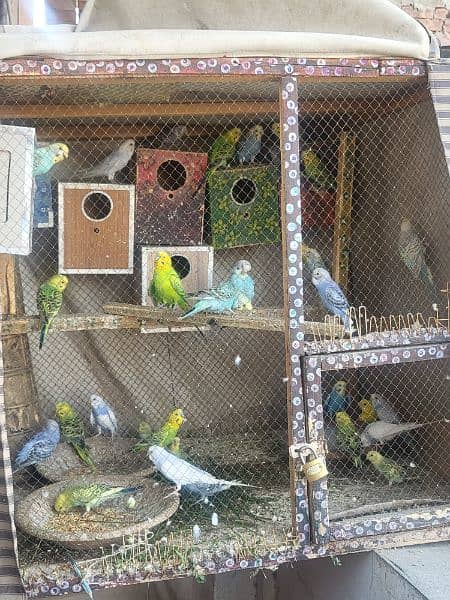 Budgies 3