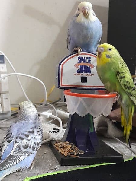 Budgies 4