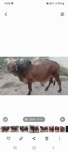 Qurbani ky Bachry For Sale