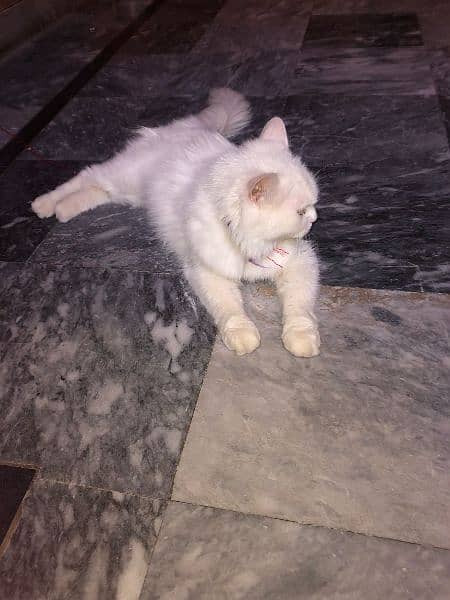 Persian cats pair for sale 0