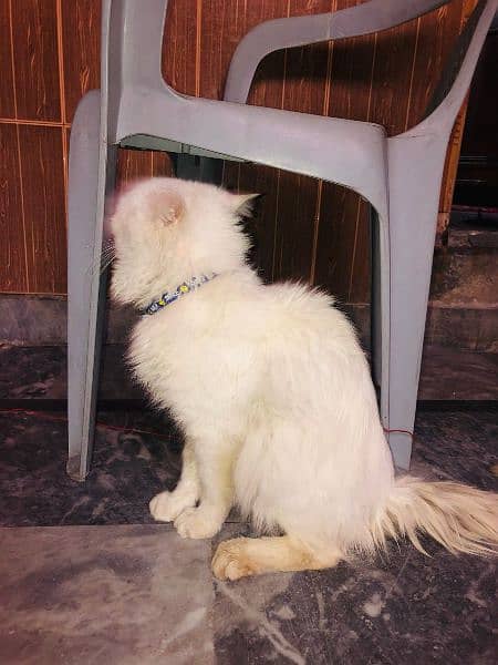 Persian cats pair for sale 1