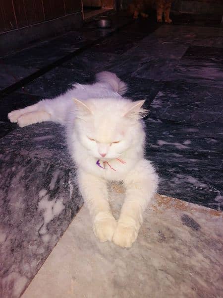 Persian cats pair for sale 2