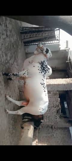 Bull cow for Sale Eid ul Azha