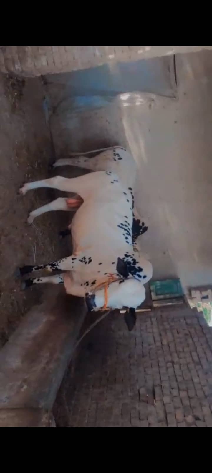 Bull cow for Sale Eid ul Azha 1