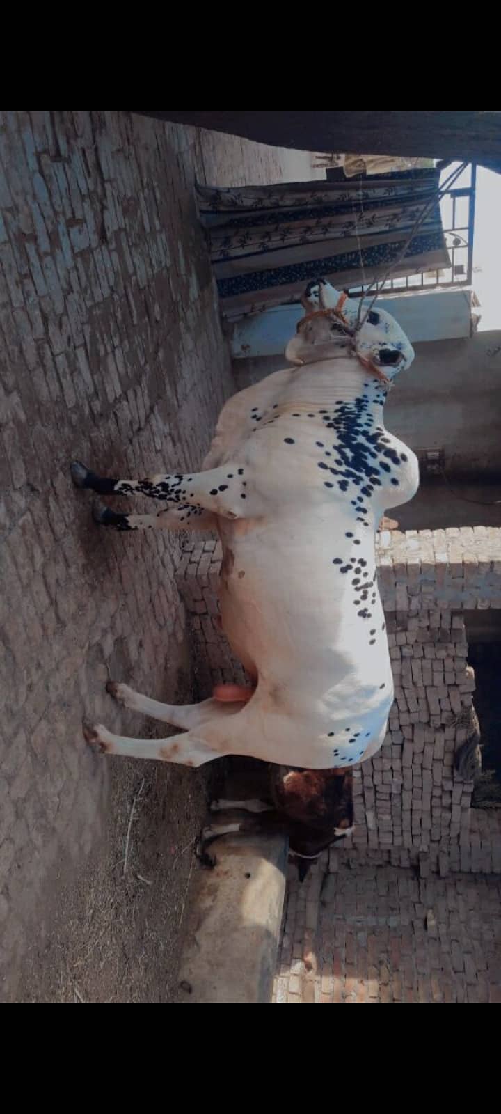 Bull cow for Sale Eid ul Azha 2