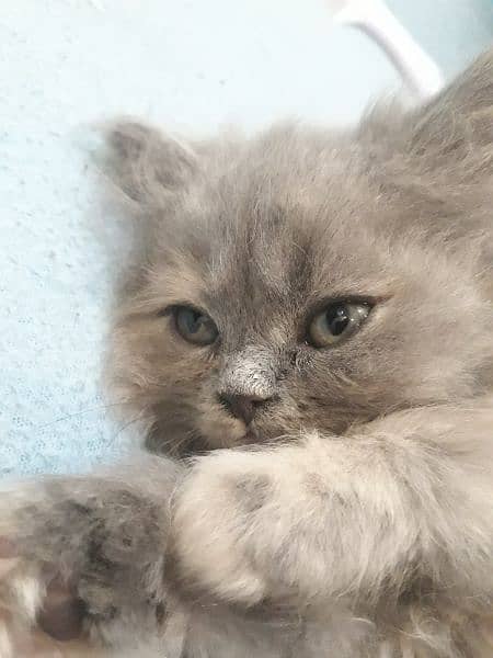 Gray Persian Female Kitten 2