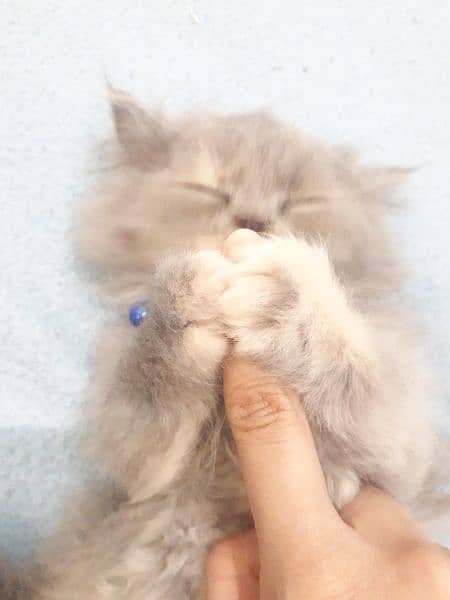 Gray Persian Female Kitten 3
