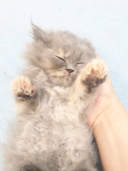 Gray Persian Female Kitten 4