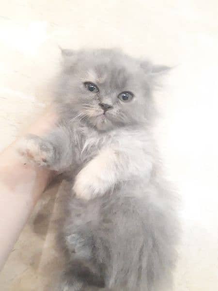 Gray Persian Female Kitten 5