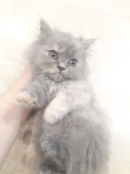 Gray Persian Female Kitten 6