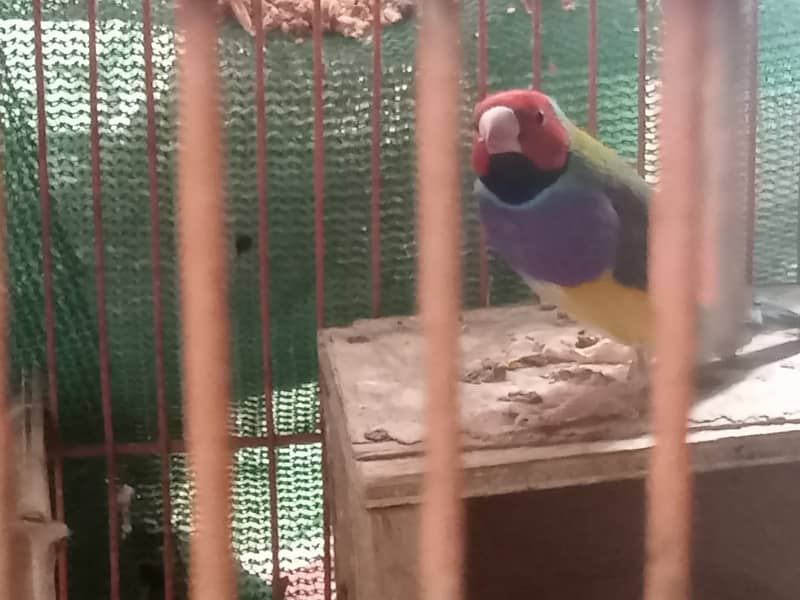 Gouldian Finch 2