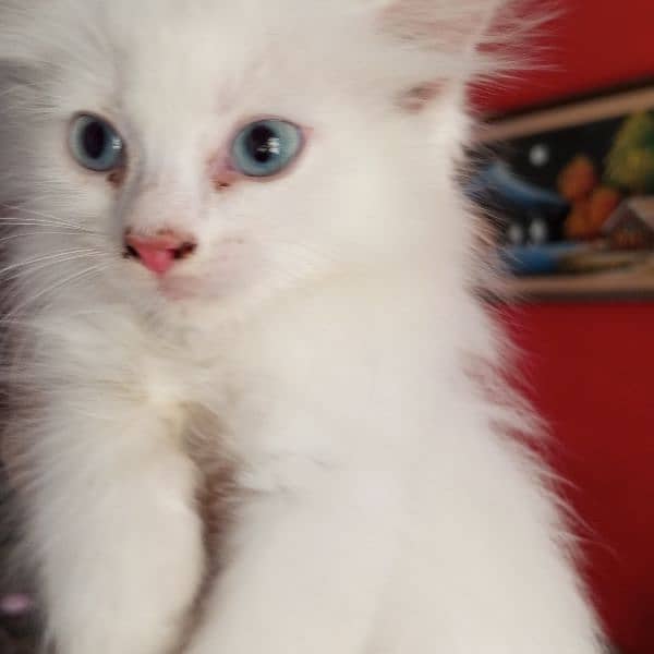 pure Persian male female kitten 0