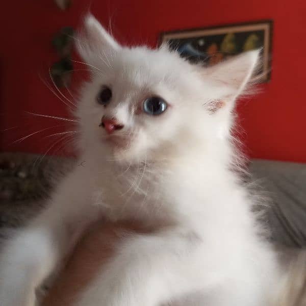 pure Persian male female kitten 1