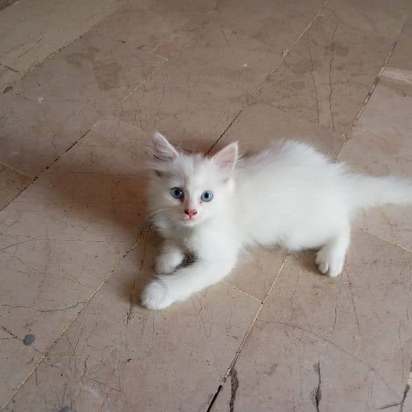 pure Persian male female kitten 7