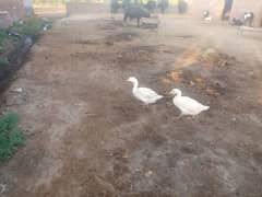 2 ducks sell in Bhagtanwala