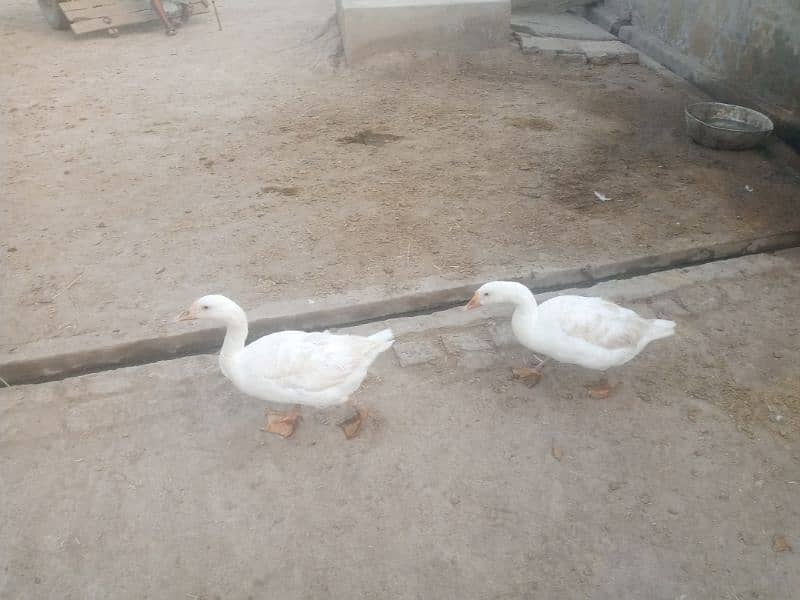 2 ducks sell in Bhagtanwala 3