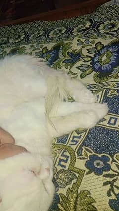 Persian cat male is white colour