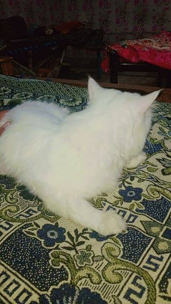 Persian cat male is white colour 1