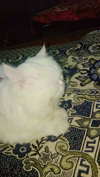 Persian cat male is white colour 2