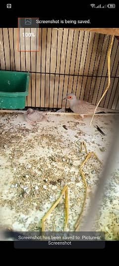 red dove breeder pair with chick forsell