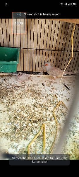 red dove breeder pair forsell 0