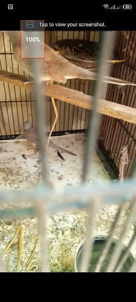 red dove breeder pair forsell 2