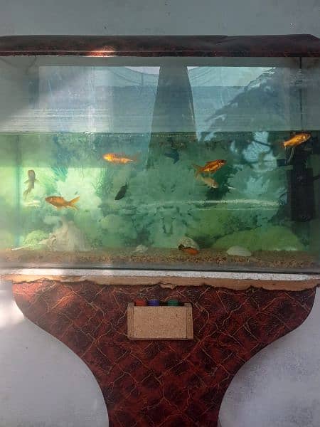 Aquarium & Fish for Sale 0